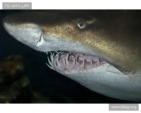 金鲨银鲨:揭秘海洋深处的巨型鲨鱼与海底宝藏的奇幻冒险故事 金鲨银鲨:揭秘海洋深处的巨型鲨鱼与海底宝藏的奇幻冒险故事